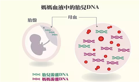 母血Y染色体基因检测